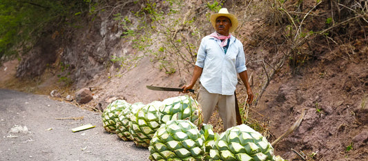 What's the Difference Between a Single Agave, Ensamble, and Pechuga Mezcal?